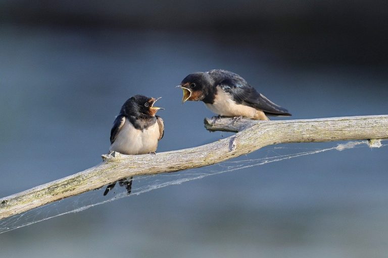 2 oiseaux
