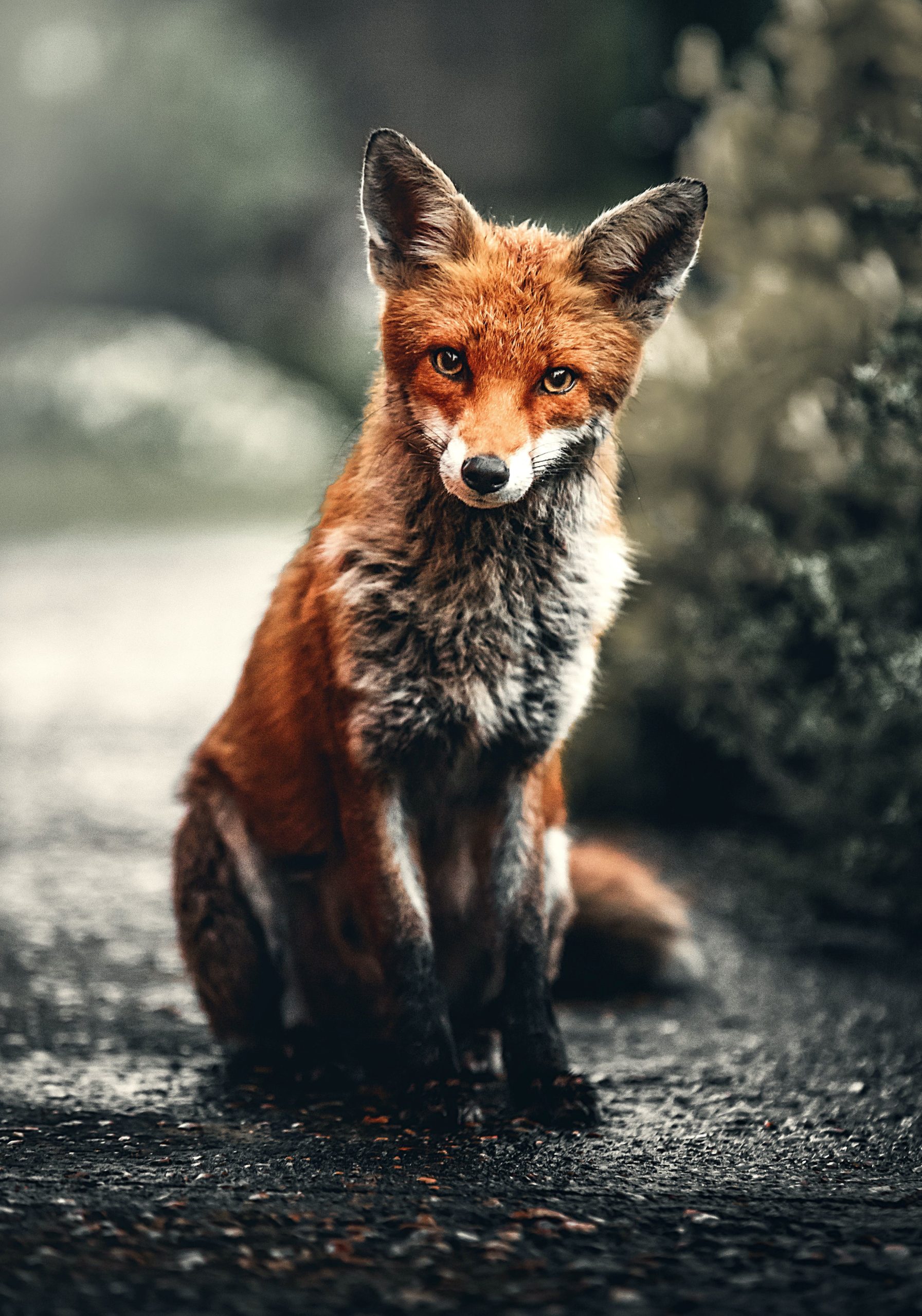 renardn changer de regard